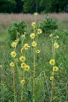 Compass Plant - first year plants