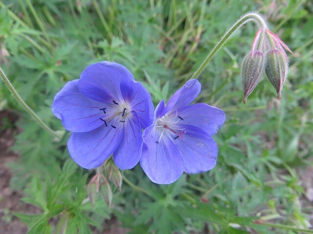 Wild Geranium - First year plants.  Limited Quantity