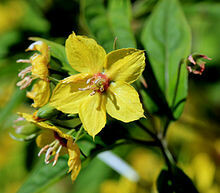 Fringed Loosestrife - second year plants, limited quantity