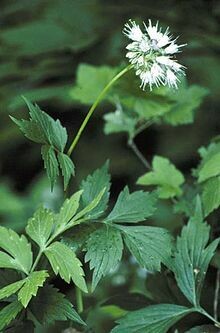 Virginia Waterleaf - second year plants