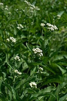 Wild Quinine - second year plants