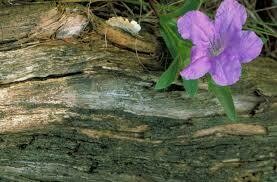 Wild Petunia - First year plants.