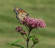 Rose Milkweed - first year plants