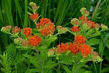 Butterfly Weed