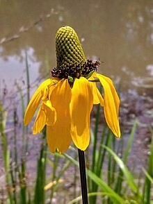 Long Headed Coneflower - first year plants