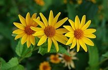 Early Sunflower -  Limited Quantity