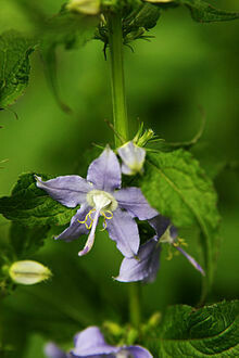 Tall bellflower - first year plants