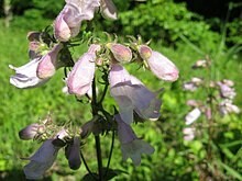 Calico Beardtongue - second year plants