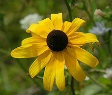 Black Eyed Susan - First year plants.