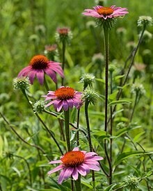 Purple Coneflower - first year plants