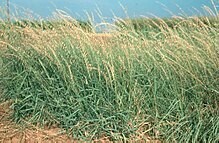 Side Oats Grama - first year plants