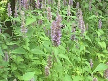 Anise Hyssop - First year plants.