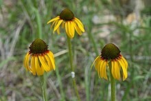 Yellow Coneflower - first year plants
