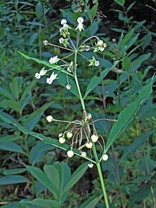 Poke Milkweed