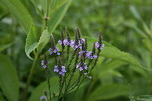 Blue Vervain - Second year plants.