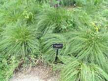 Prairie Dropseed