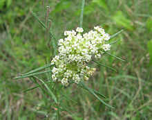 Whorled Milkweed - first year plants