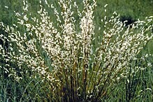 Little Bluestem - first year plants
