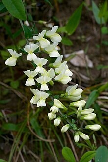 Cream Wild Indigo -  Limited Quantity