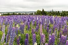 Wild Lupine