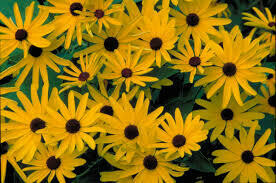Sweet Black Eyed Susan - first year plants