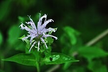 Wild Bergamot (Bee Balm) - first year plants