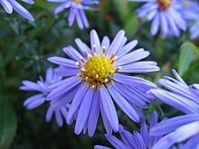 Smooth Blue Aster - first year plants