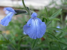 Blue Sage