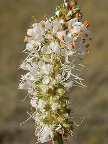 White Prairie Clover - second year plants