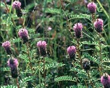 Leafy Prairie Clover - first year plants