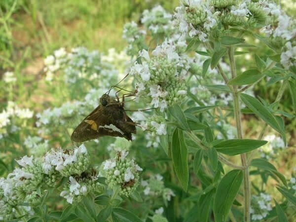 Hairy Mountain Mint - first year plants