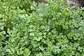 Italian Flatleaf Parsley