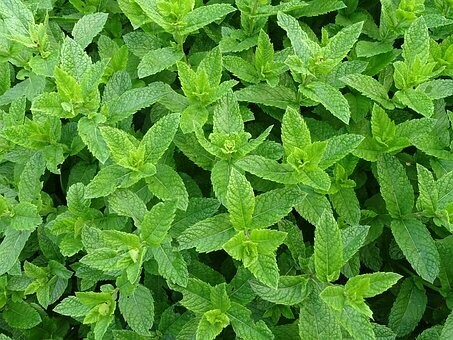Mint - Common