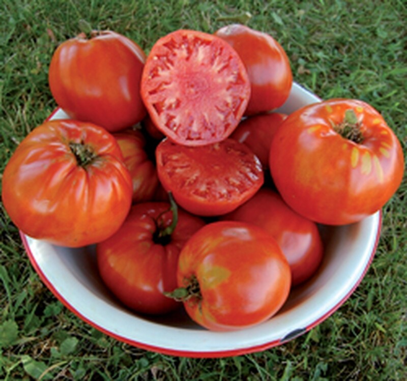 Italian Heirloom (Red)