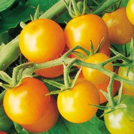 Sun Gold (Gold)