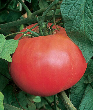 Brandywine Red (Red)