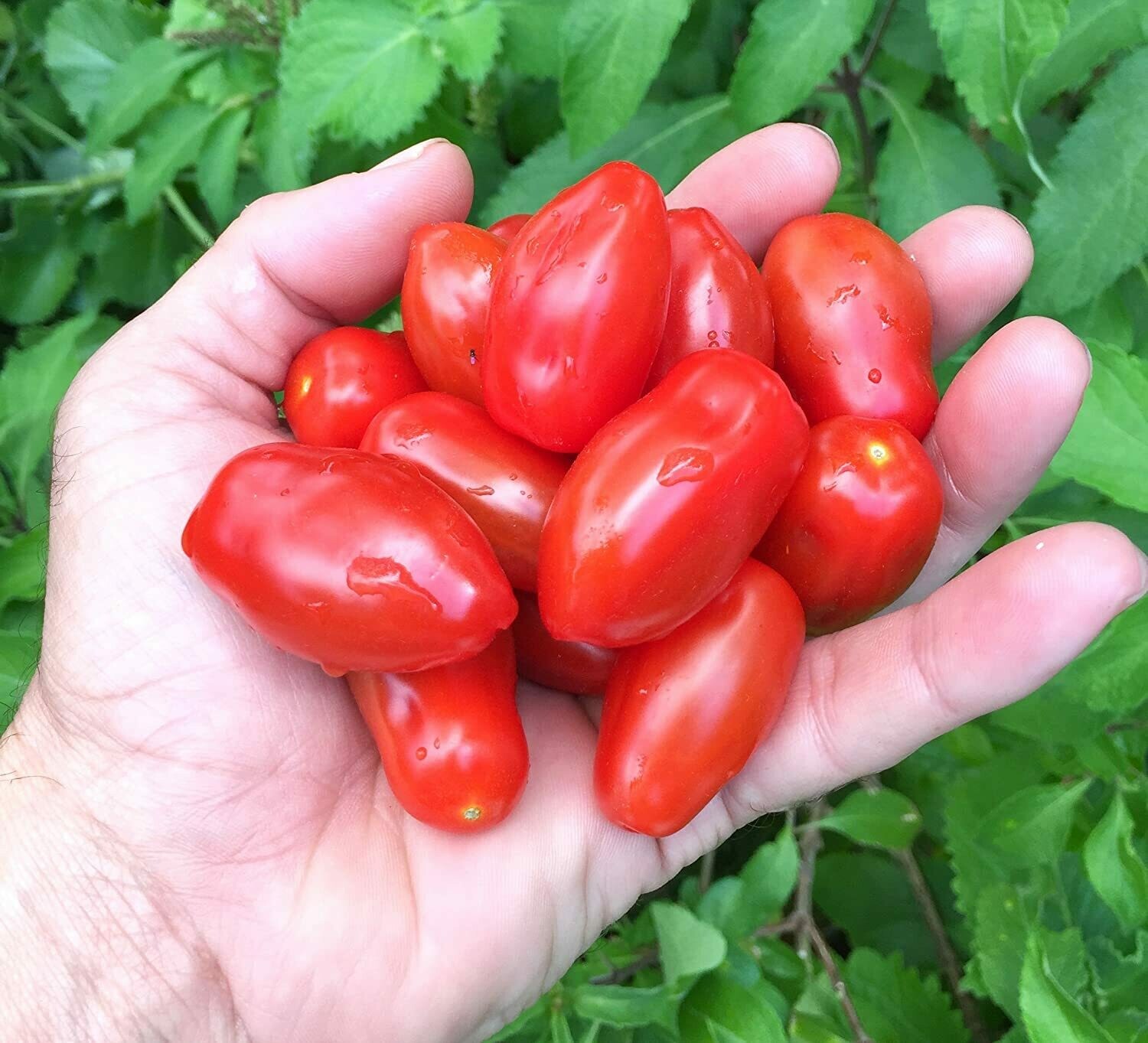 San Marzano (Red)