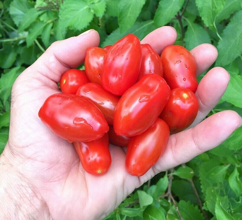 San Marzano (Red)