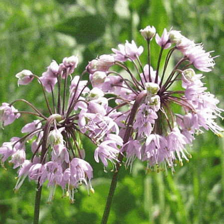 Nodding Onion - second year plants