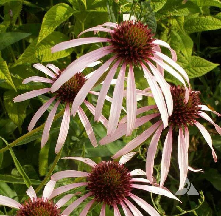 Pale Purple Coneflower - first year plants