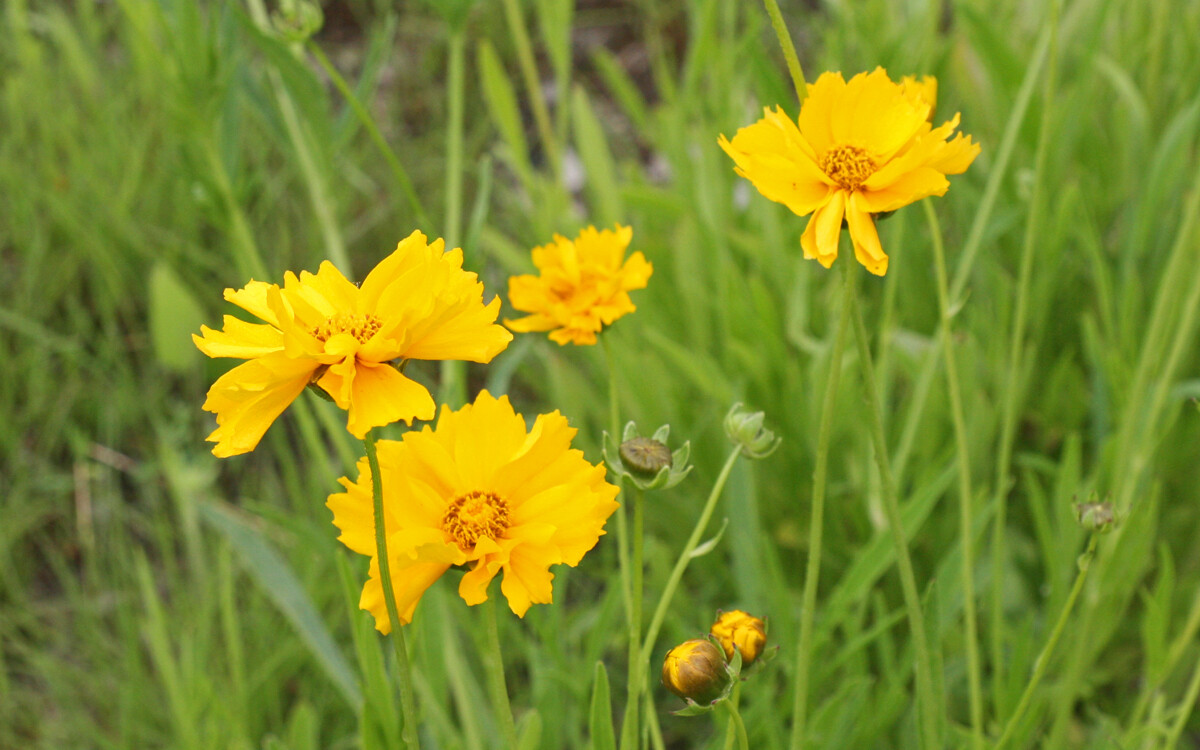 Lance Leaf Coreopsis