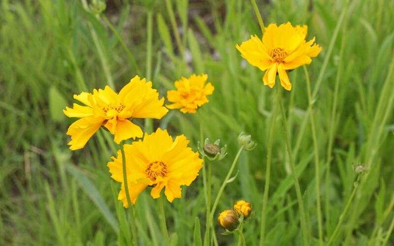 Lance Leaf Coreopsis