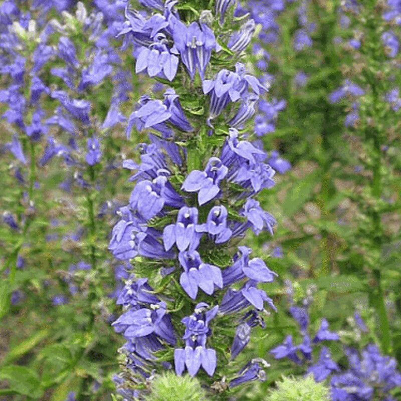 Great Blue Lobelia - first year plants