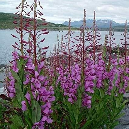 Fireweed - Limited Quantity!
