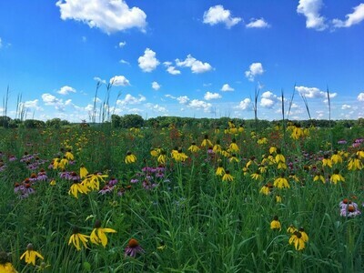 Native Bee and Butterfly Kits