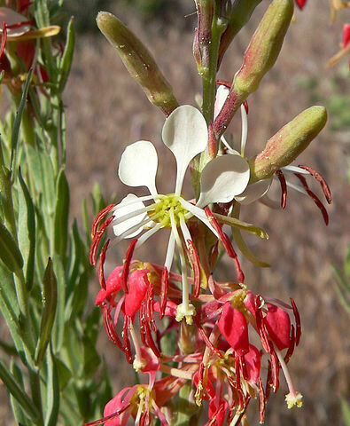 Biennial Gaura - first year plants