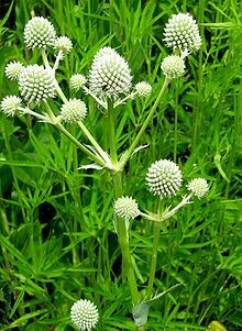 Rattlesnake Master - first year plants