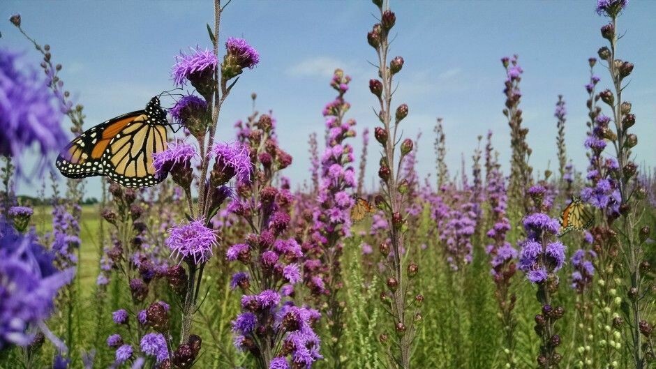 Meadow Blazing Star