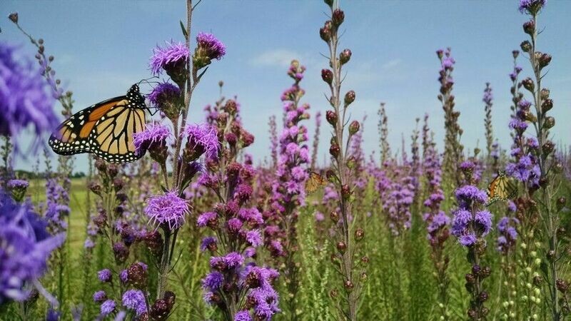 Meadow Blazing Star