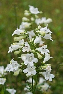 Foxglove Beardtongue -  first year plants